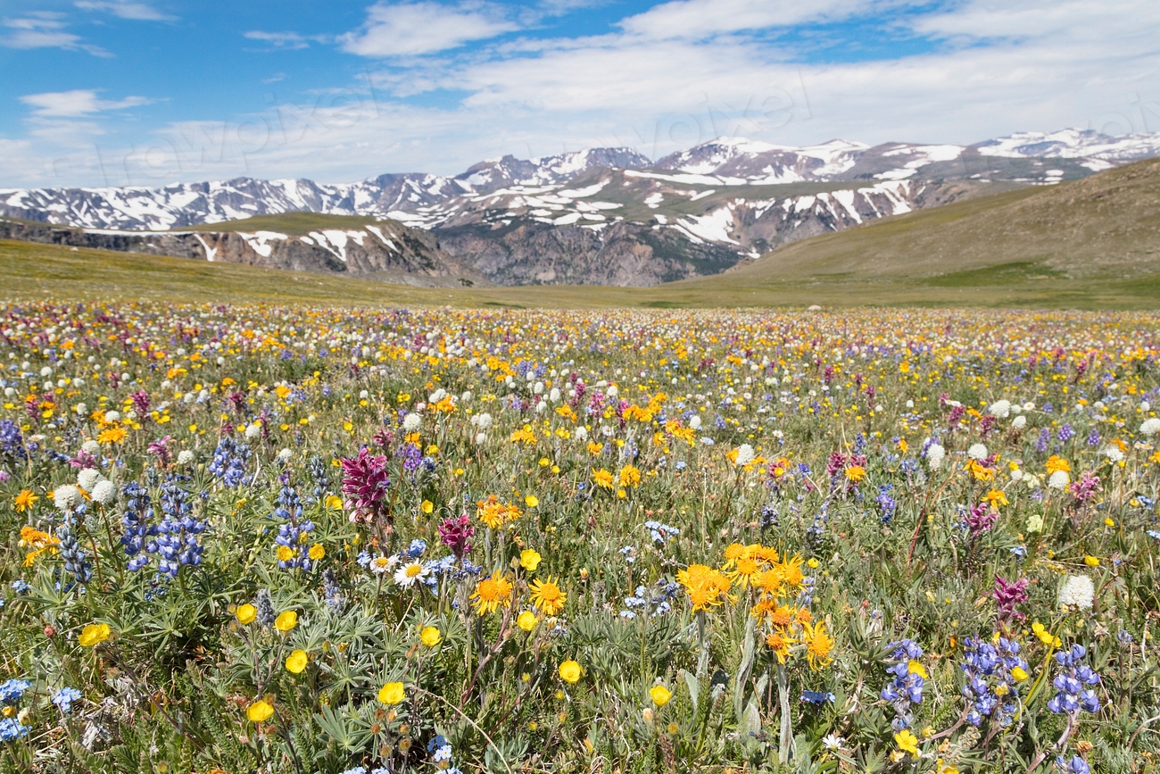 Alpine meadow with wildflowers
